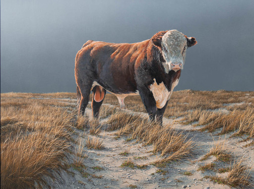 Hereford Bull